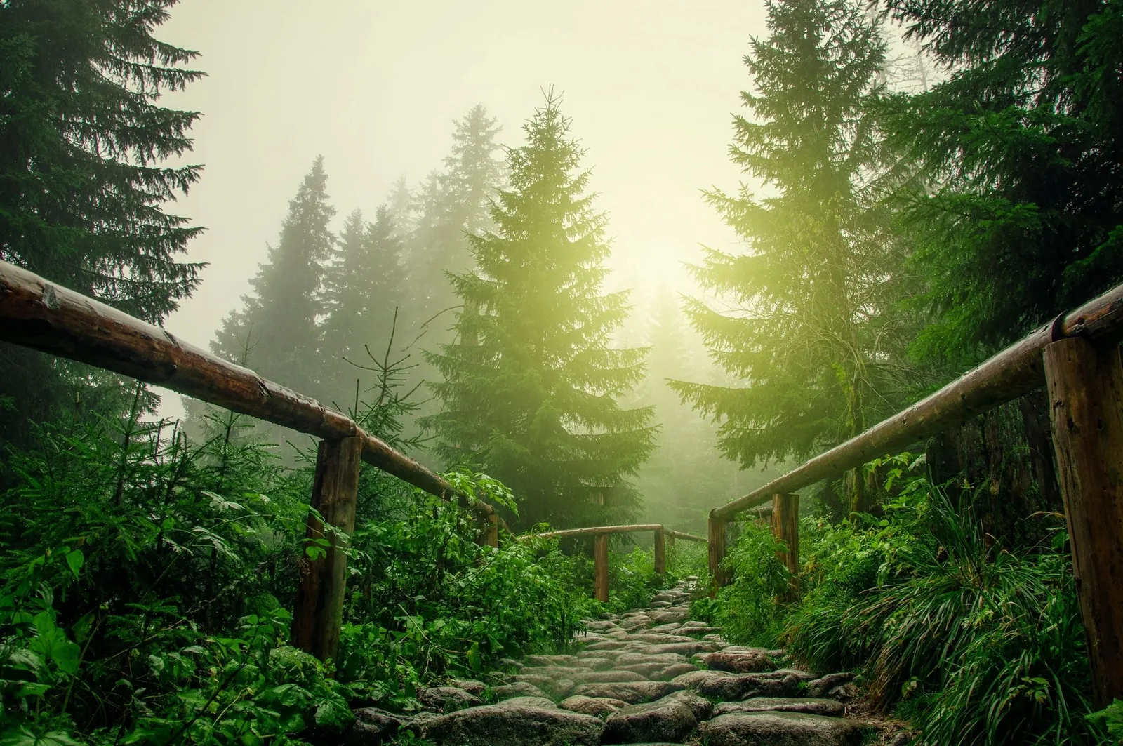 A sunlit path leads through a green forest.